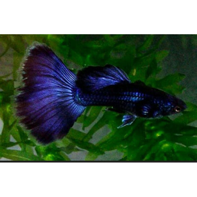 ikan guppy hias blue moscow