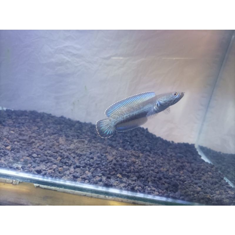 andrao chana 9-10 cm ikan hias murah jabodetabek