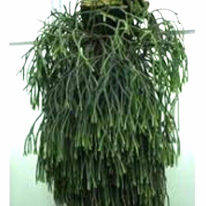Kumpai ekor tikus rimbun - tanaman hias gantung kumpai