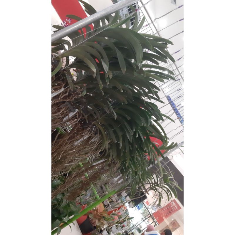 Anggrek Vanda Jumbo