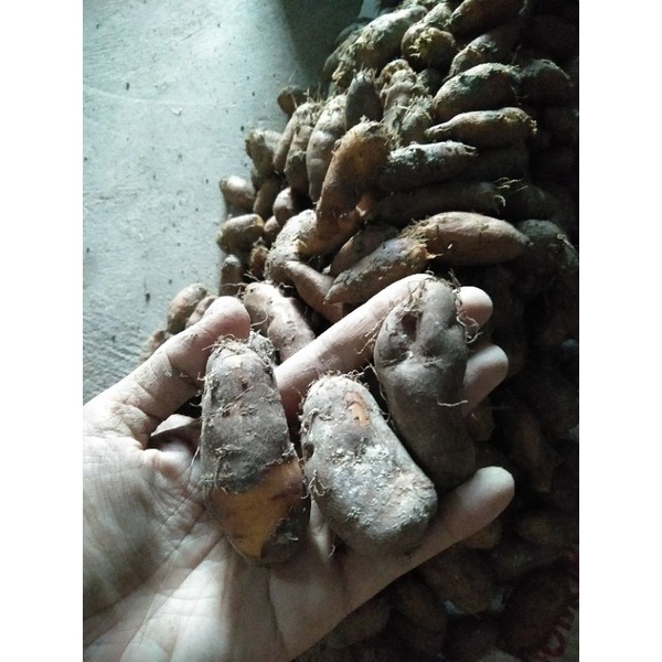 Kentang Hitam/Kentang Ireng/ Kelici