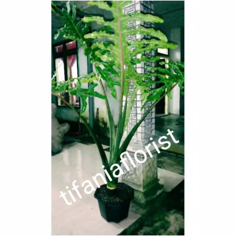 Alokasia portei / Alocasia portei