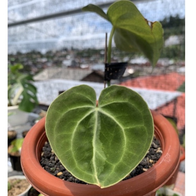 anthurium clarinervium variegata kuping gajah tarantula varigata hitam black