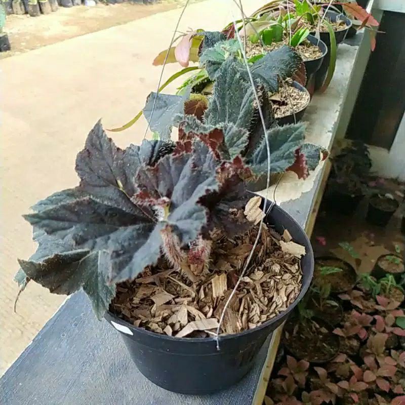 begonia rex gurita