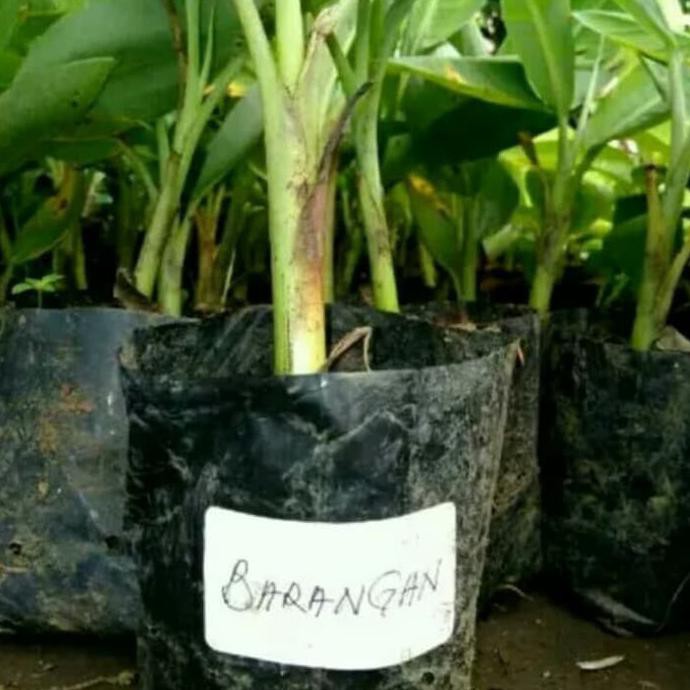 Anjai Bibit Pohon Pisang Barangan-Bibit Pisang Barangan-Tanaman Pisang