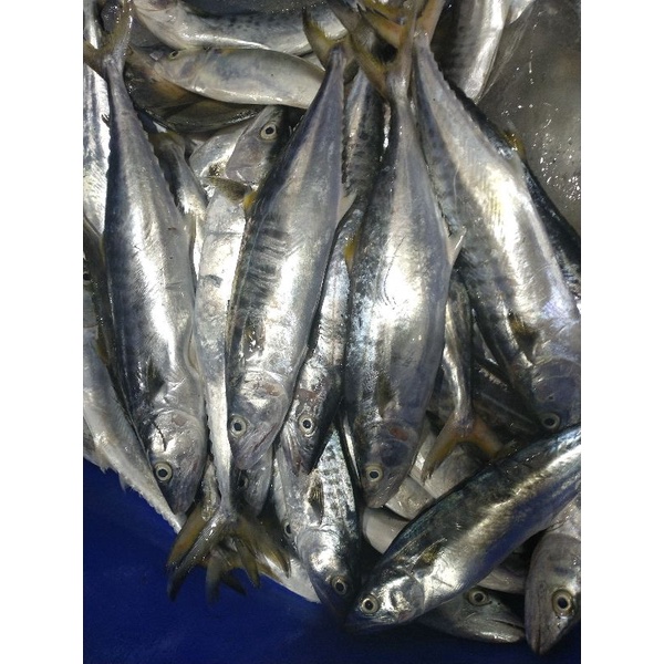 

Ikan Tenggiri Segar Tengiri Baby Ikan Fresh Kualitas GARANSI SEGAR