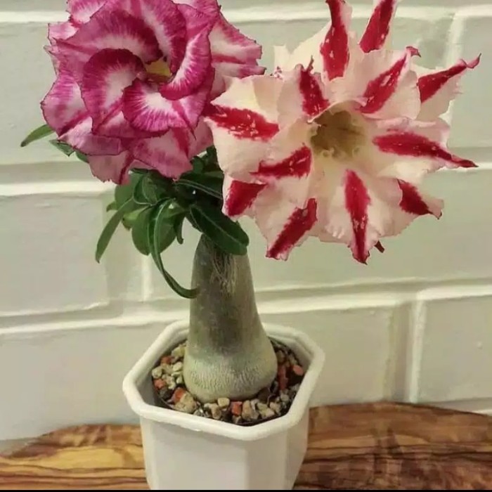 

NEW!!! Promo Bibit pohon Adenium bunga tumpuk Kamboja jepang