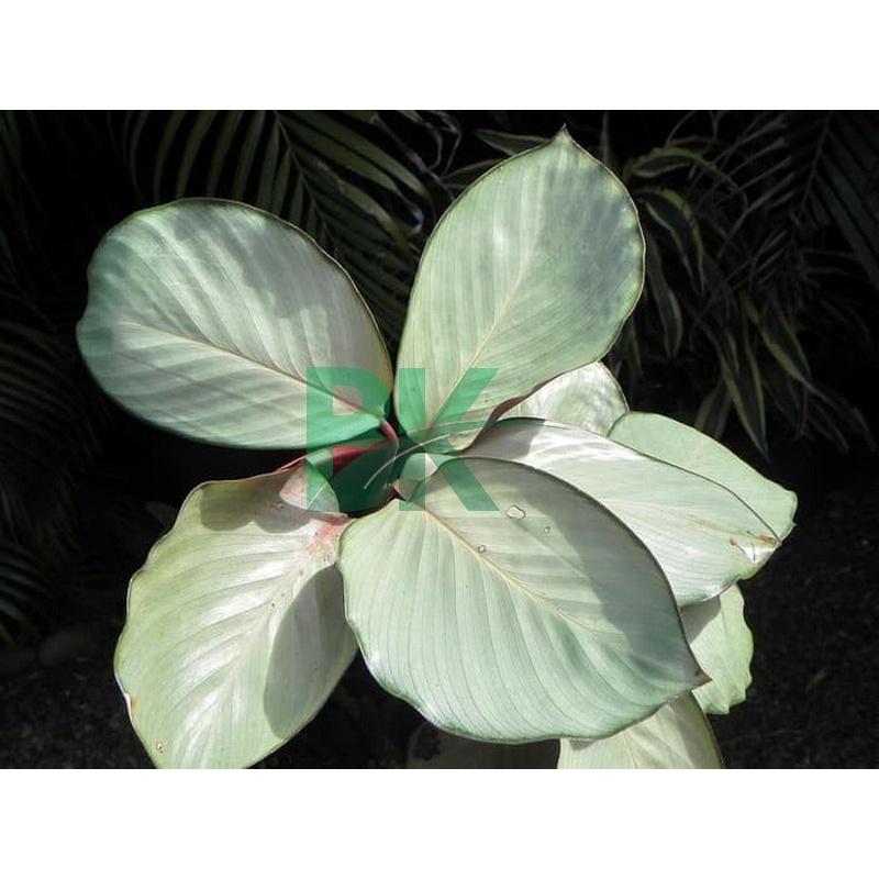 Tanaman Hias Calathea Silver Plate Pink  Calathea Silver Plate (Tanaman Hidup - Bunga Hidup Murah) - BAKUL KEMBANG