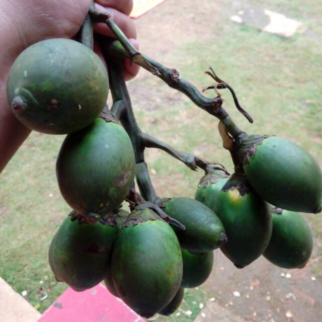 

Pinang Muda
