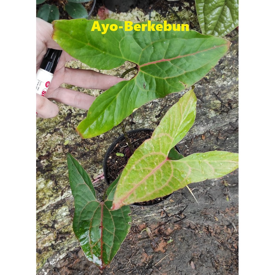 Tanaman Alocasia Cyrtosperma Johnstonii / Alokasia Blackjack / Black Jack / cyrtosperma johnstoni