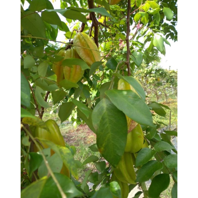 

belimbing madu