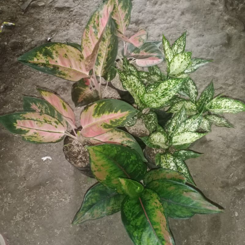 Bunga aglaonema paket 8 btg
