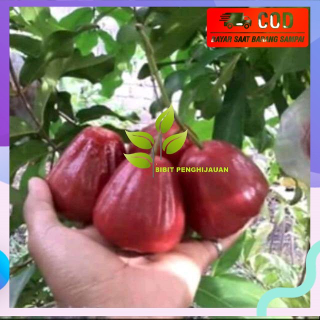 Bibit jambu blak diamond super manis