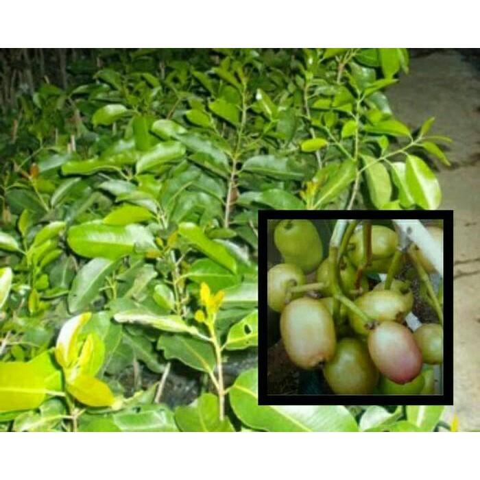 bibit tanaman buah juwet putih