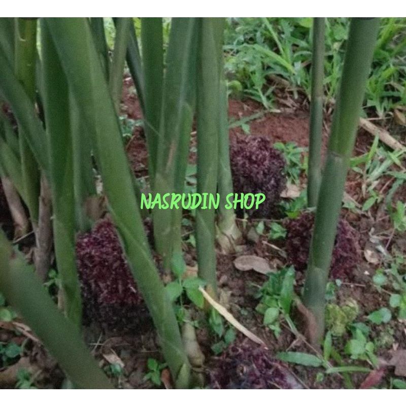 BIBIT PARAHULU 2 BONGGOL 1KG / BIBIT TEPUS RAMBUTAN / BIBIT RAMBUTAN TANAH / BONGGOL / BUKAN PINING 