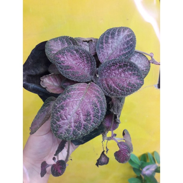 bibit tanaman hias gantung cantik ephiscia ,bunga cantik episcia