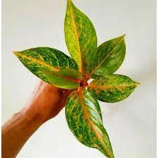 tanaman hias aglaonema margaret