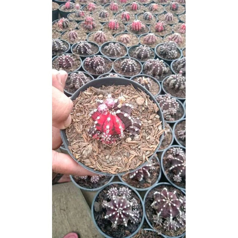 Kaktus Sukulen || [Gratis Pot] Gymno Blackpink Ownroot