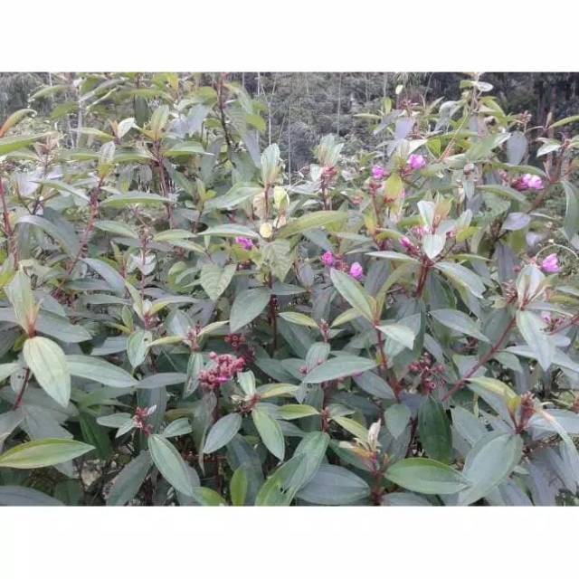 

Daun Senduduk Harendong