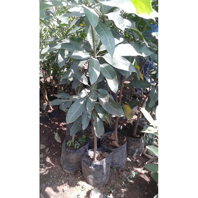 bibit mangga kelapa dengan buah super besar | jual bibit mangga kelapa