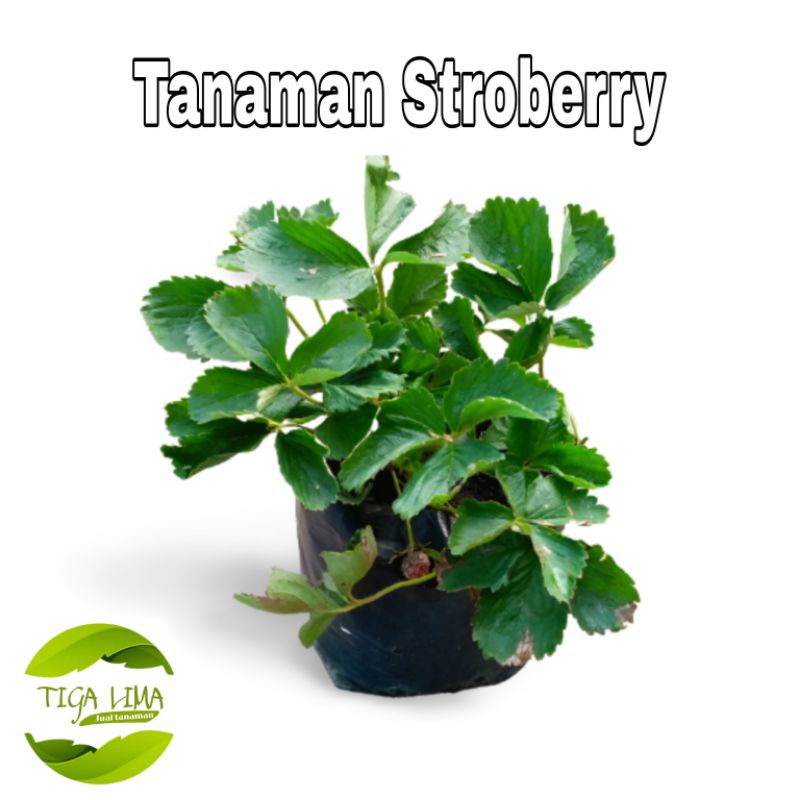 Tanaman Strawberry/tanaman buah/pohon Strowbery rimbun di polybag
