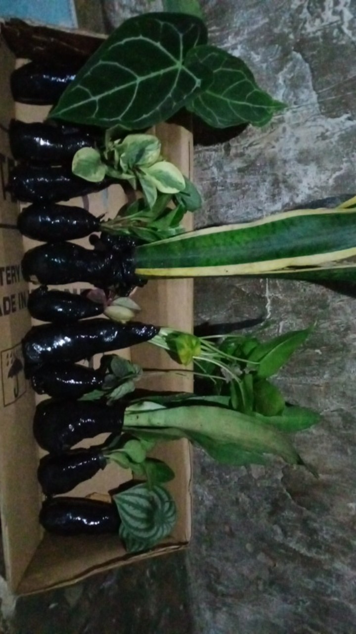 Paket 5 Tanaman Hias Pilo Brekele,janbol, Kuping Gajah,2sensivera