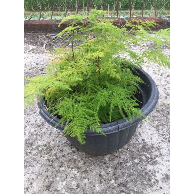 Bibit Tanaman Hias Asparagus - Asparaga - Asparagus Setaceus