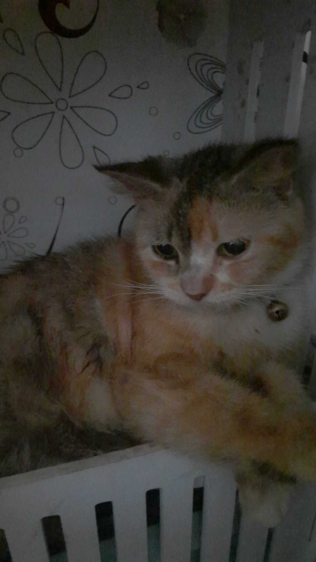 Batik Solo Modern Setelan Sarung Dan Koko Gunungan Sogan