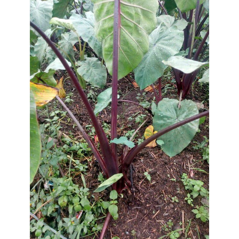 bibit talas bogor paloma/talas ungu/talas jepang/tqlas merah.buah dan batang bisa di makan