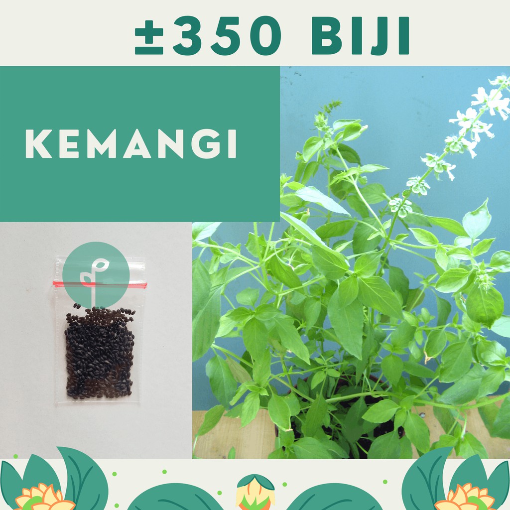 Bibit Sayuran Benih Sayur Paket Lengkap Hidroponik Kangkung Bayam Cabe Sawi Selada Terong Tomat dll-KEMANGI