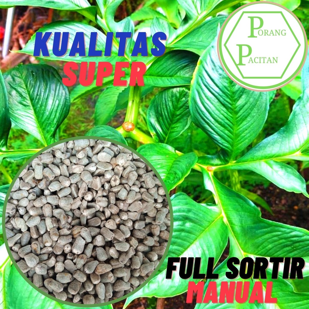 Bibit Porang Spora Asli Dorman Isi 5000–6000 per Kg – Kualitas Terbaik Siap Tanam