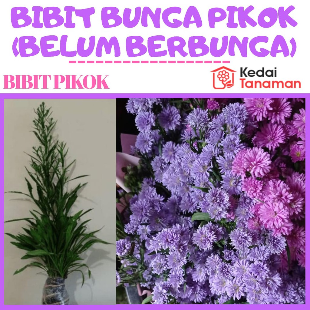 Bibit Bunga Pikok (Symphyotrichum pilosum ) belum berbunga -murah