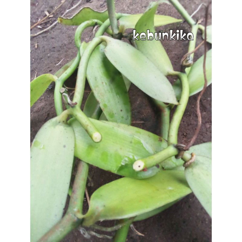 bibit vanili stek 3 ruas/3 daun per 1ruas
