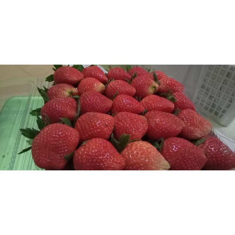 

Buah Strawberry Fresh Grade AB