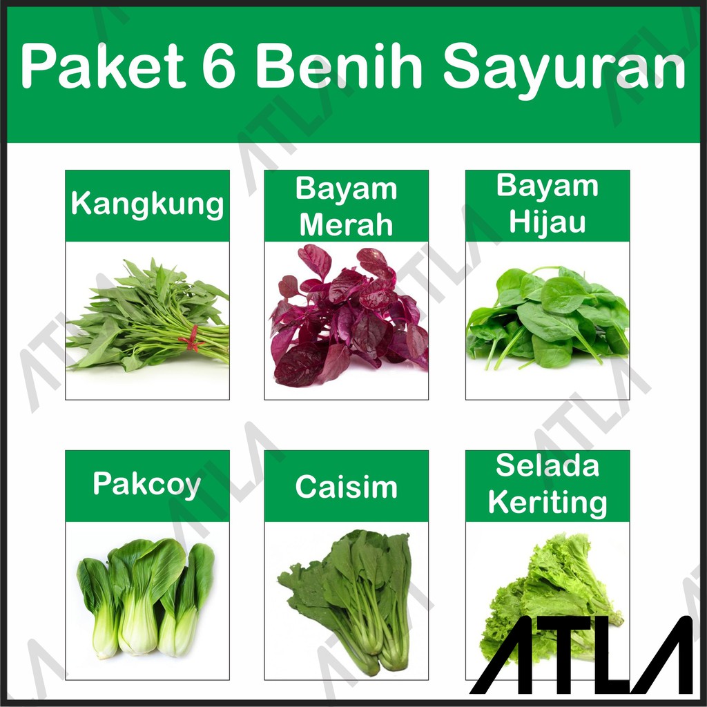 Biji Benih Sayur Daun Harga Richard Paterson