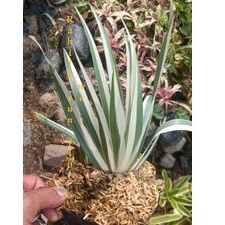 tanaman hias Airis varigata /Airis valida /tanaman hidup /bunga airis