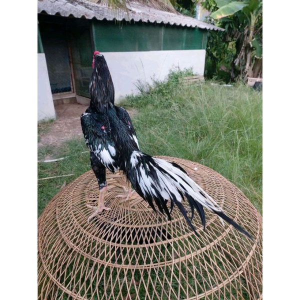 Telur ayam bangkok clasik ekor lidi