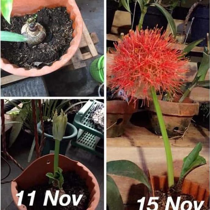 BIBIT TANAMAN HIAS BUNGA BLOOD LILY/BUNGA DESEMBER/KEMBANG API MERAH ASLI