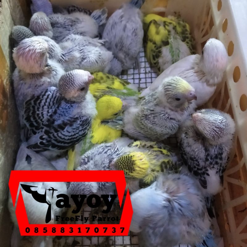 anakan burung parkit baby bahan jinakan free fly