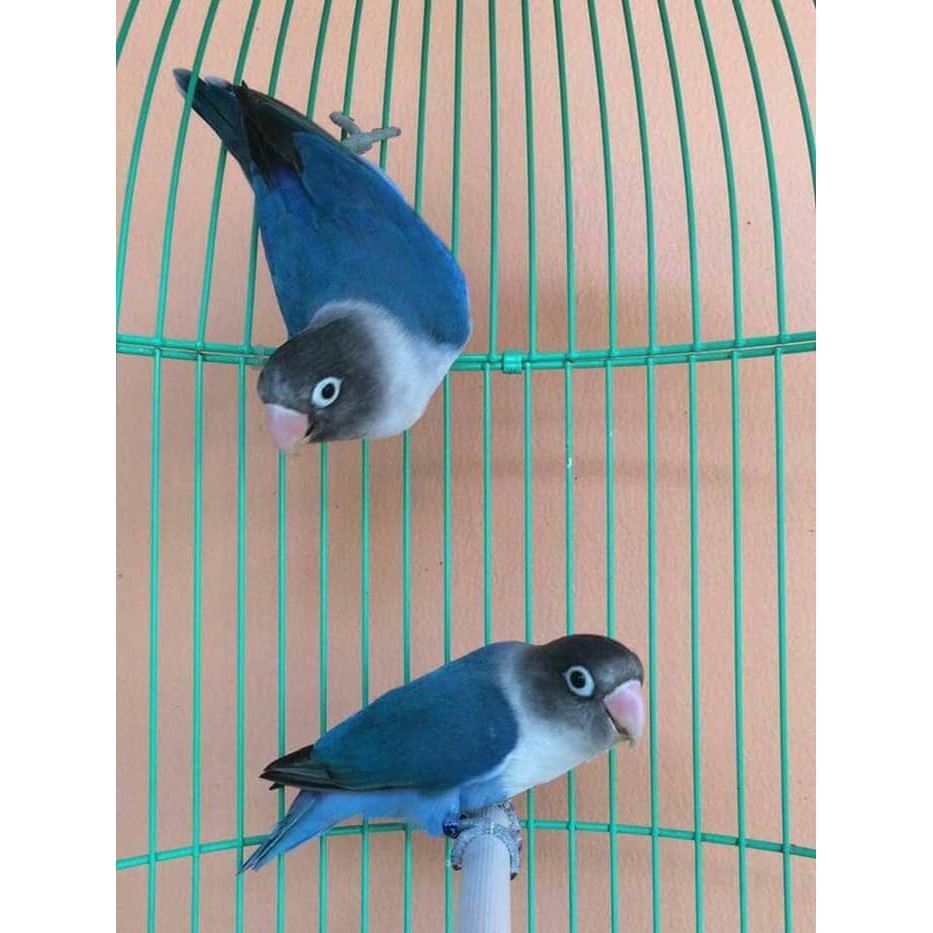 15+ Burung lovebird biru cobalt terbaru