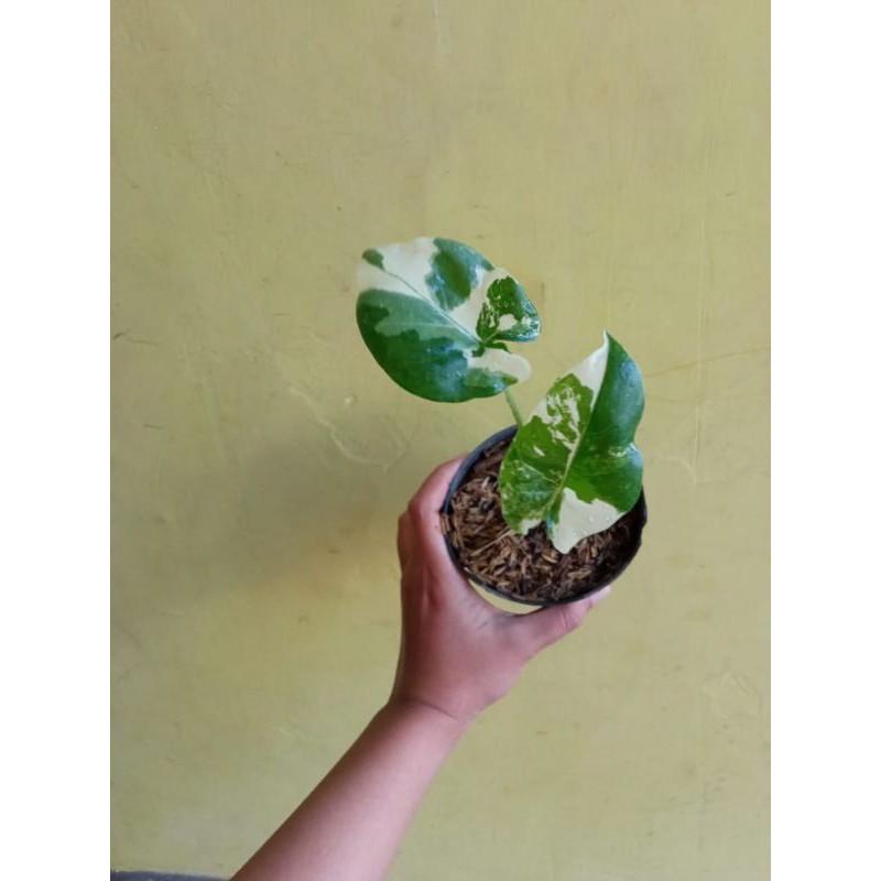Alocasia Machroriza Variegata / Sente Variegata