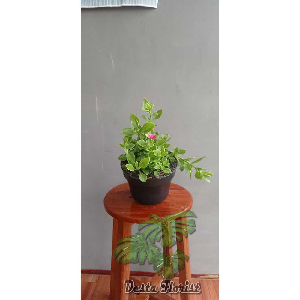 Aptenia cordifolia bunga merah (baby sun rose red) - TANAMAN HIAS