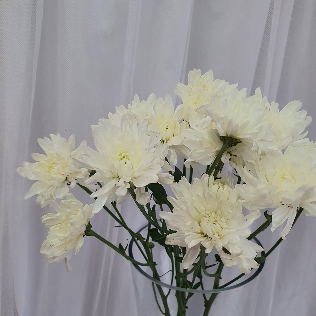 Bunga Fresh Aster Putih
