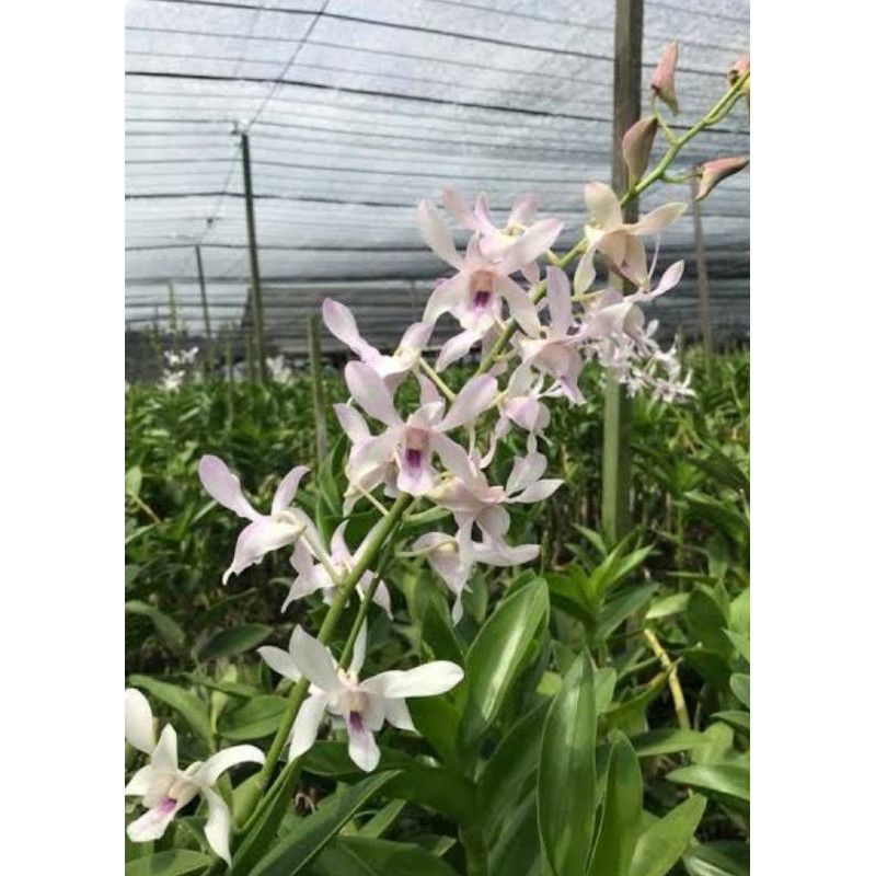 anggrek dendro chanel