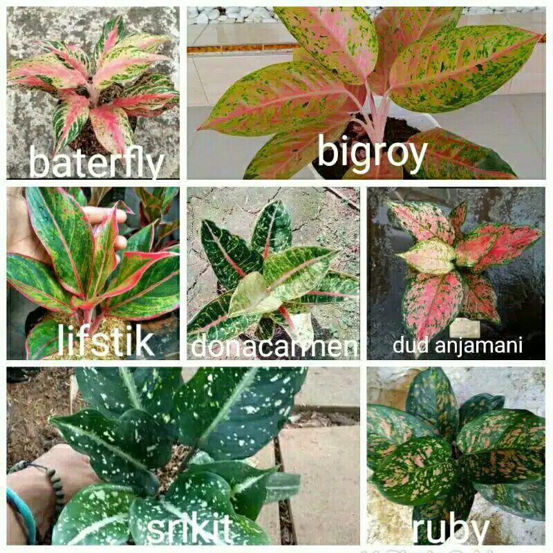 promo paket ideal 7 jenis aglonema anakan-PROMO PAKET HEMAT 7 JENIS AGLONEMA-palet ideal 7 aglonema