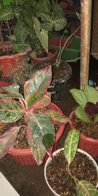Aglonema Kochin Aglaonema Cochin