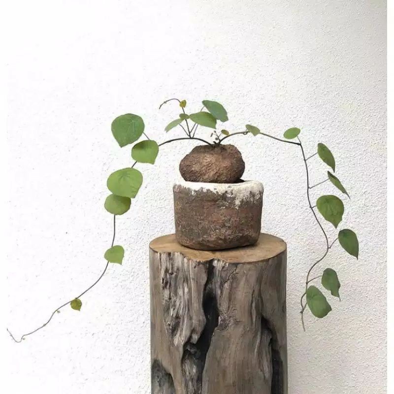 tanaman Stephania venosa