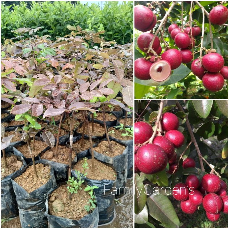 Bibit Tanaman Buah Kelengkeng Merah Pohon Kelengkeng Merah Buah Kelengkeng Merah