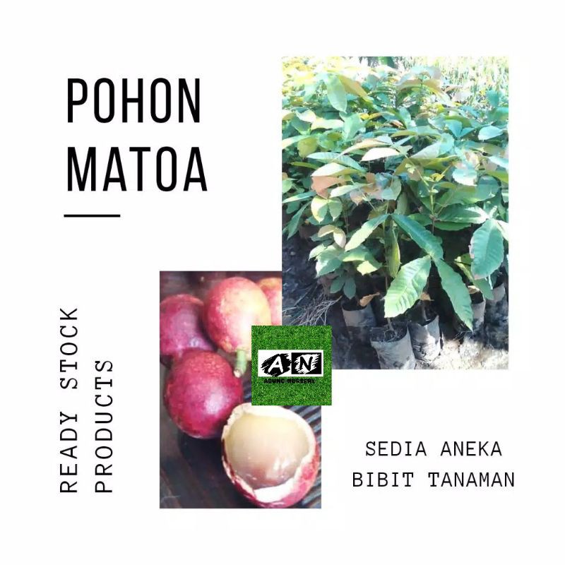 Bibit Tanaman Matoa, Bibit Pohon Matoa