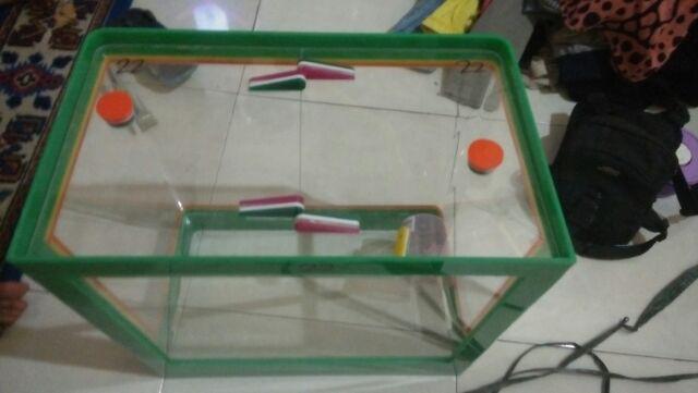 Aquarium Es Kelapa Besar Acrylic Es Buah + Gayung Lion Star Lionstar